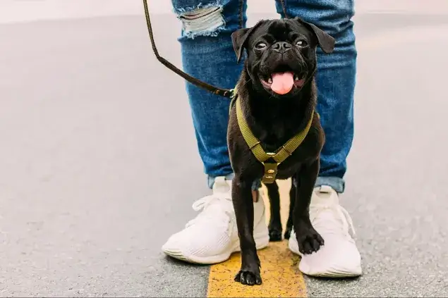 Starting a Dog Walking Business